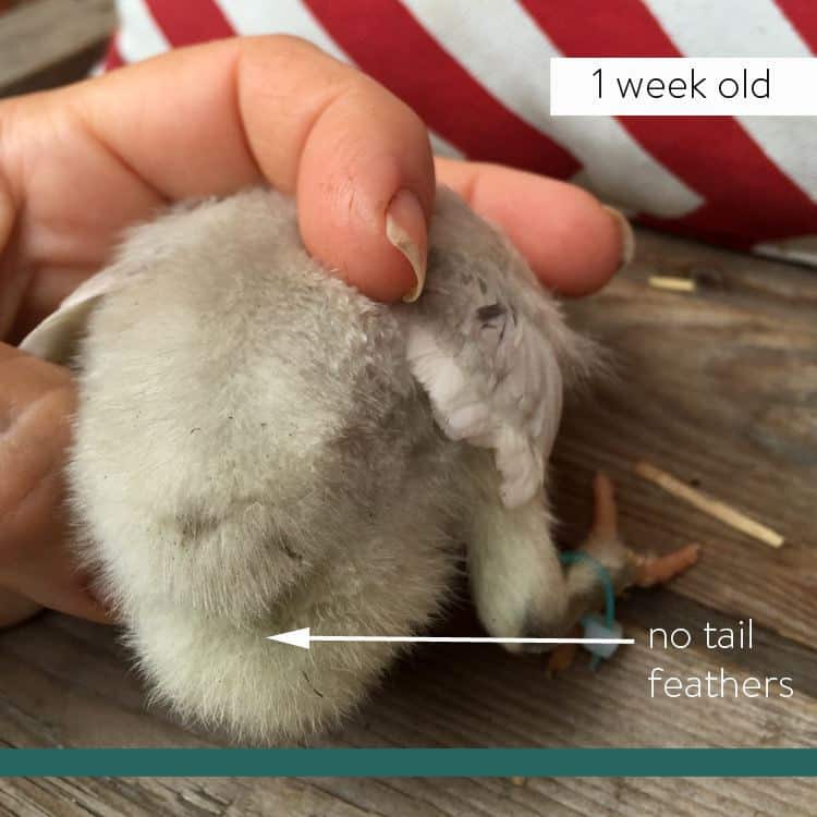 How to sex a chick using 3 different methods. 1 week old Marans/Ameraucana cross chick.