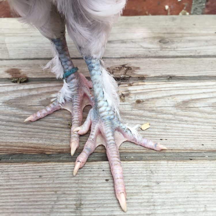 The long toes on a 6 week old chicken's foot.