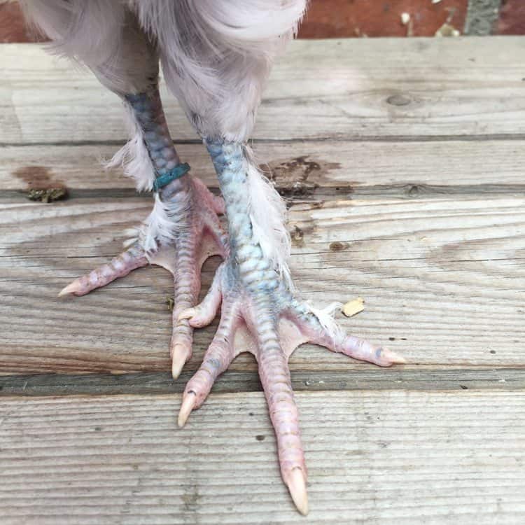 How to sex a chick using 3 different methods. The long toes on a 6 week old chicken's foot.