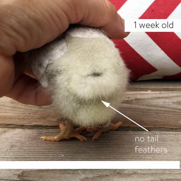 One week old male easter egger chick with no tail feathers.