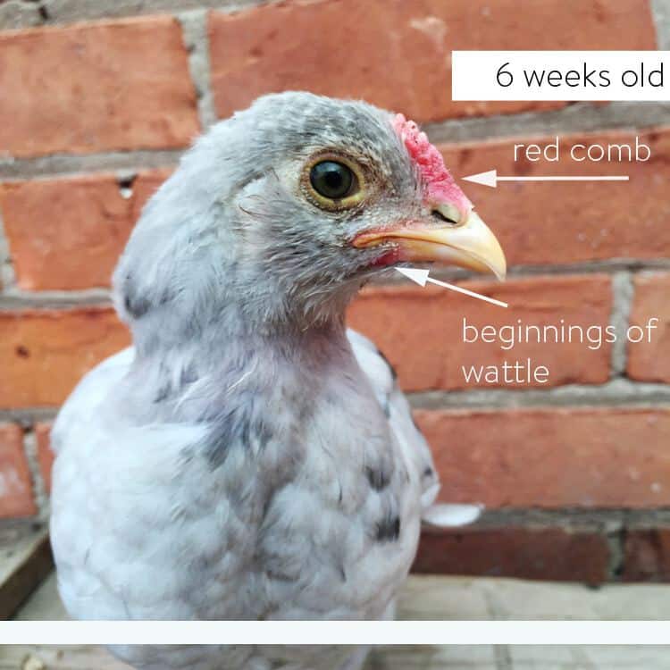 How to sex a chick using 3 different methods. 6 week old splash Olive Egger.