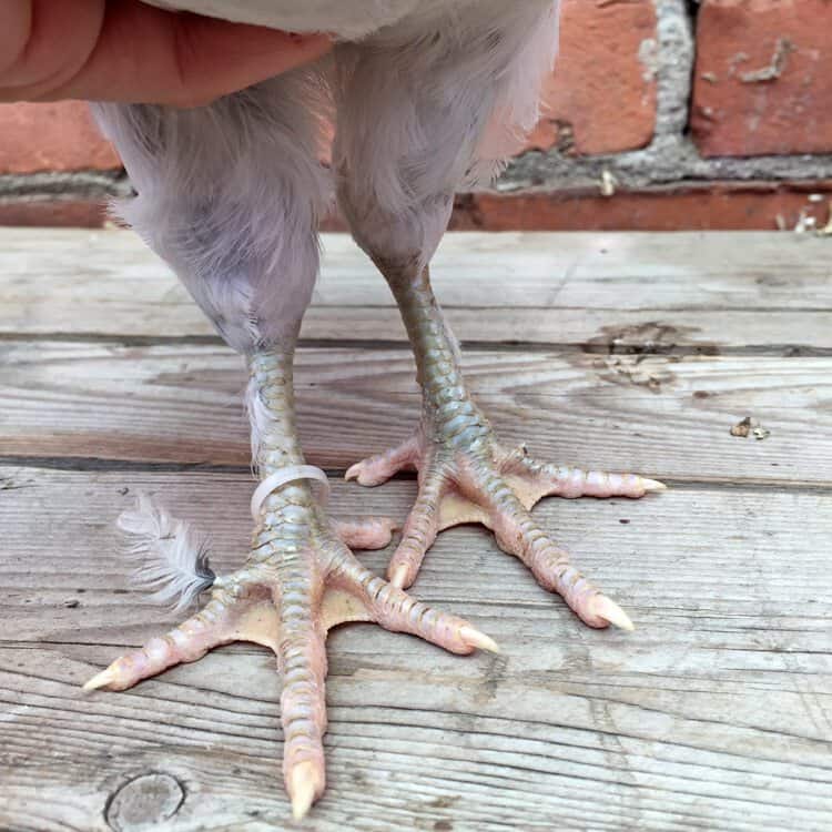 How to sex a chick using 3 different methods. 2 chicken feet on a young Marans cross chicken, with one foot just starting to feather.