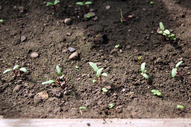 beets-sprouting