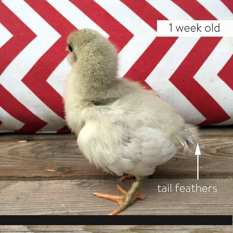 1 week old female yellow easter egger chick with tail feathers.