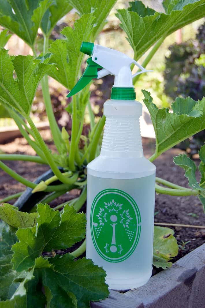 A generic spray bottle filled with water and vinegar solution in a garden beside a zucchini plant.