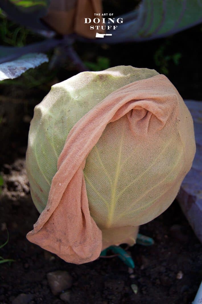 cabbage-under-nylon