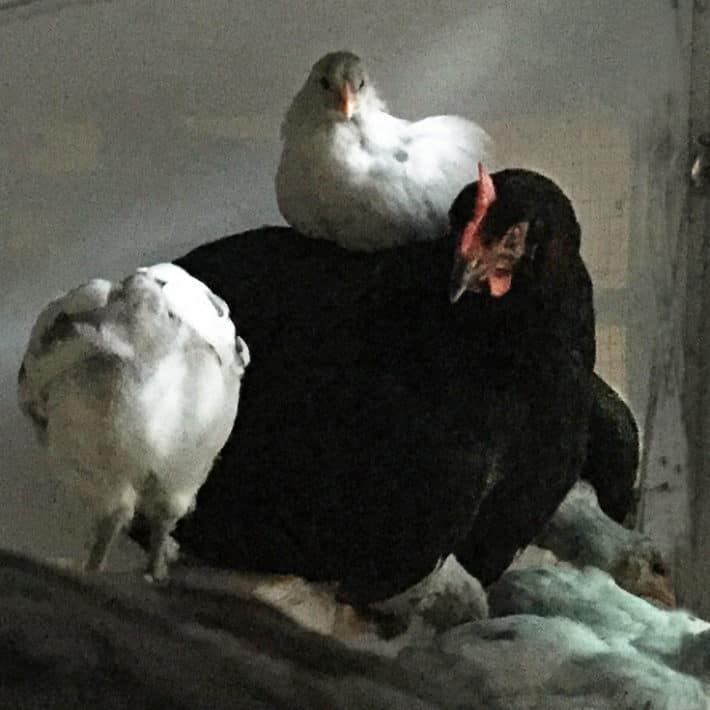 Renaissance style photo of a black chicken surrounded by her chicks including one sitting on her back.