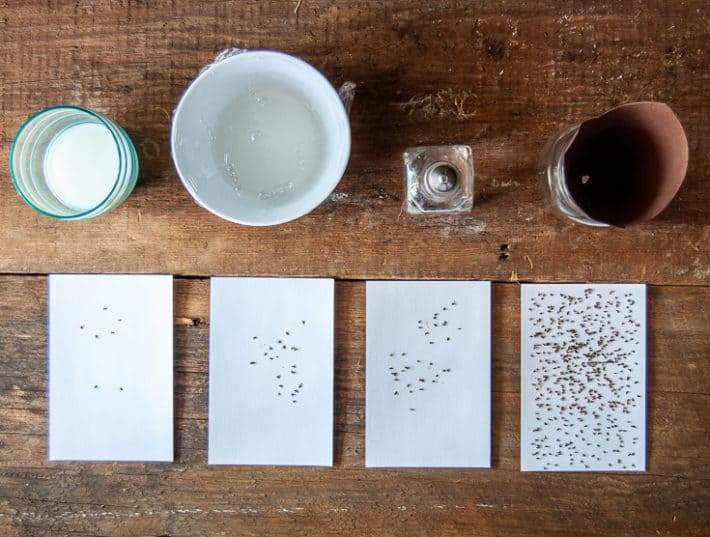 4 DIY fruit fly traps lined up on a counter with all the fruit flies each one caught over a 3 day period.