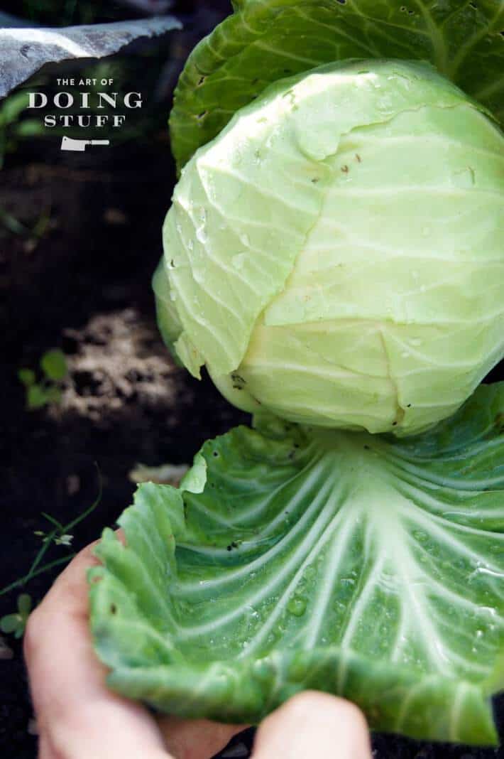 green-cabbage