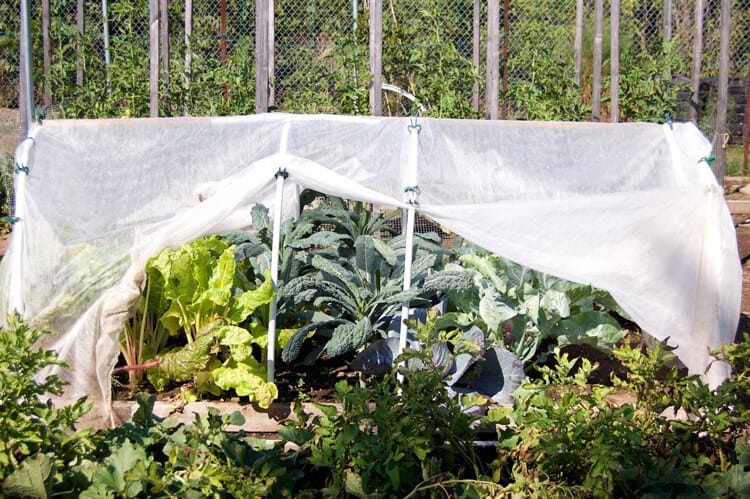 hoop-house-side-view