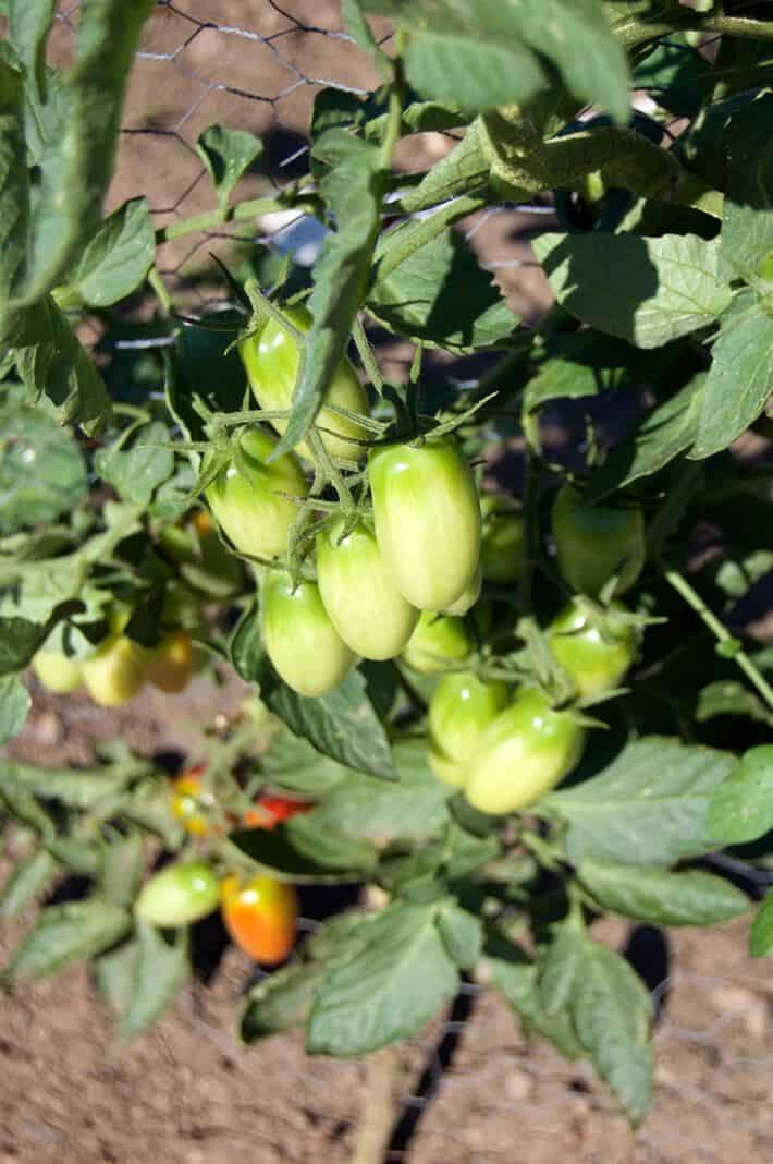 Juliette tomatoes ripening on a vine supported by the string method.