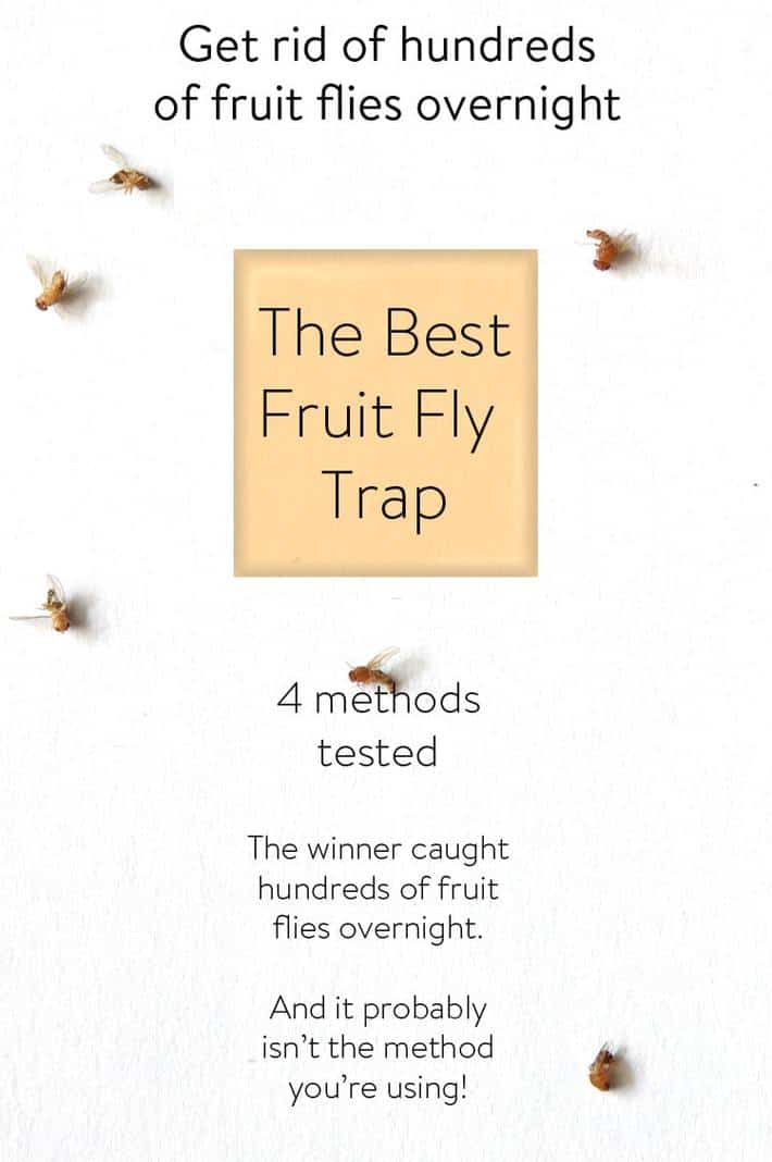 This Fruit Fly Trap Catches 25X More Than Your Bowl of Vinegar Does