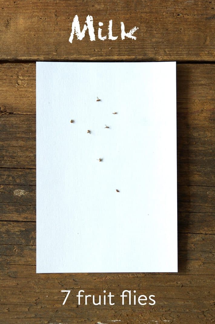 White index card on a wood background with 7 fruit flies on it.