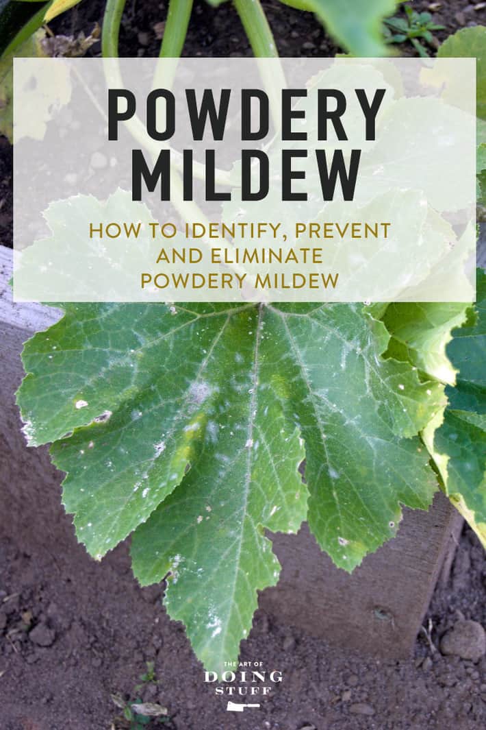 How To Get Rid Of Powdery Mildew. (Organic Treatment)