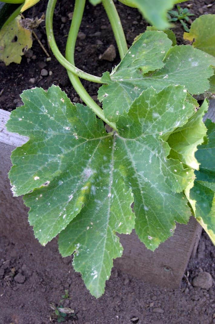 The telltale white spots on a zucchini leaf suffering from powdery mildew.