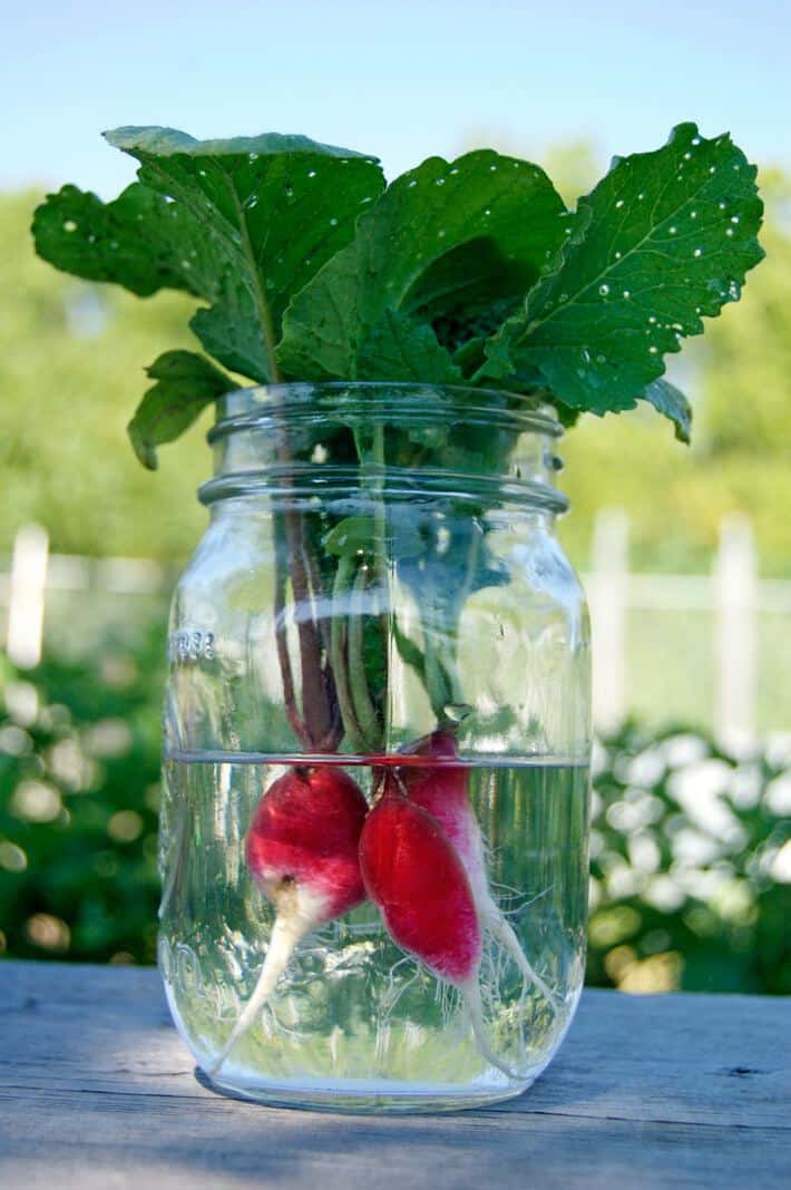 radish-in-jar