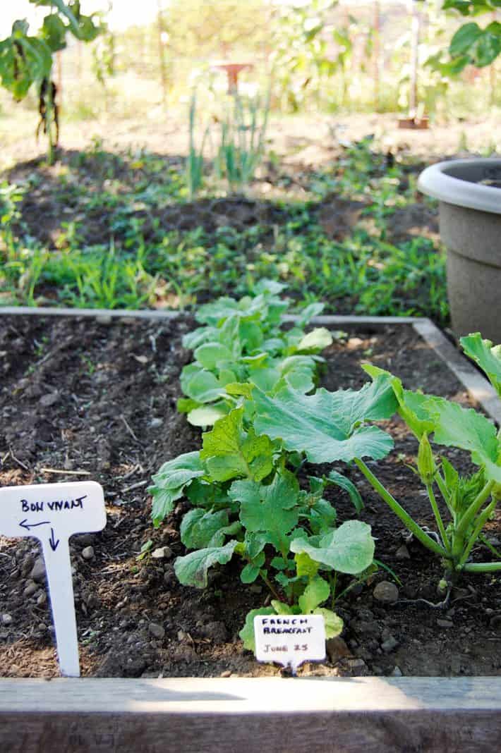 radish-row