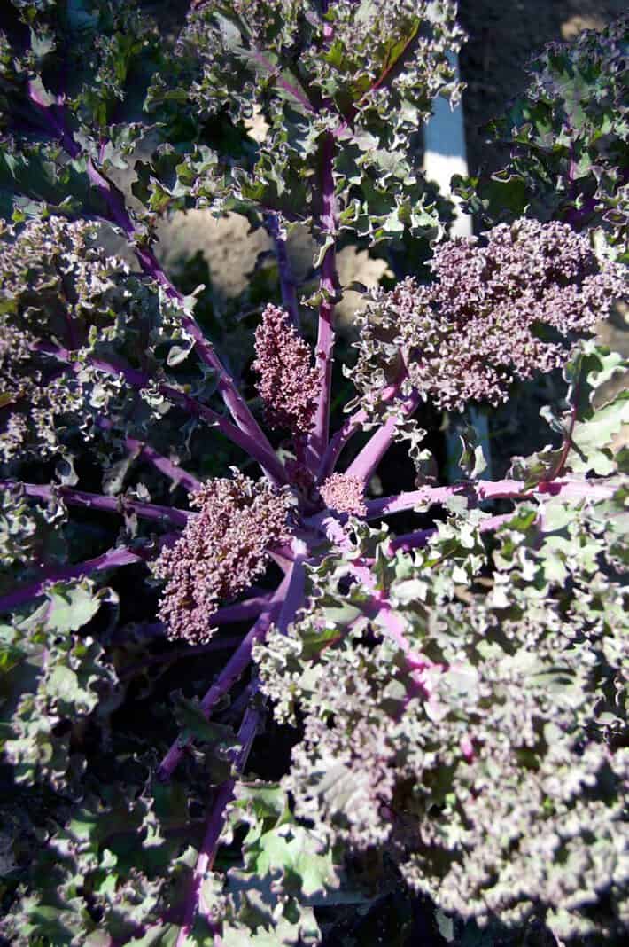 redbor-kale-2