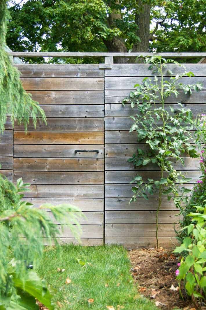 8' tall tomato plant growing espalier style on a wood fence using the string method.