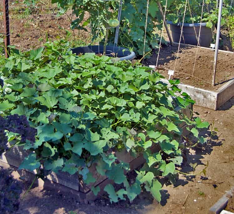 sweet-potato-plot