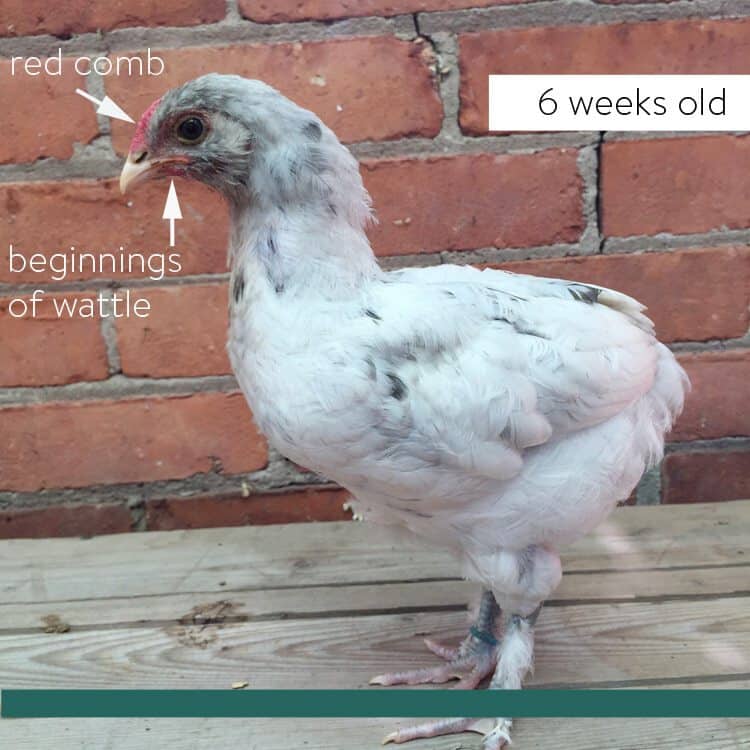 6 week old olive egger rooster.