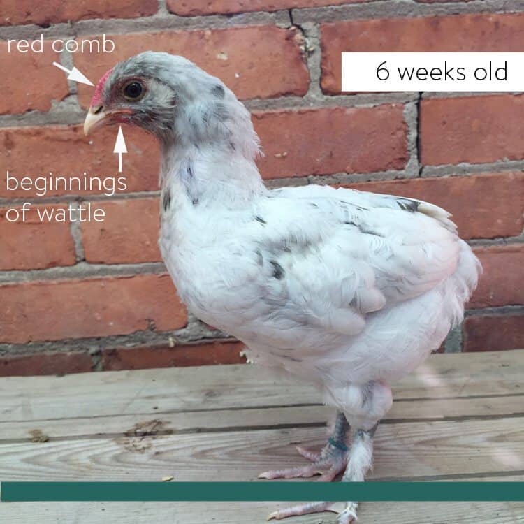 How to sex a chick using 3 different methods. 6 week old olive egger rooster.
