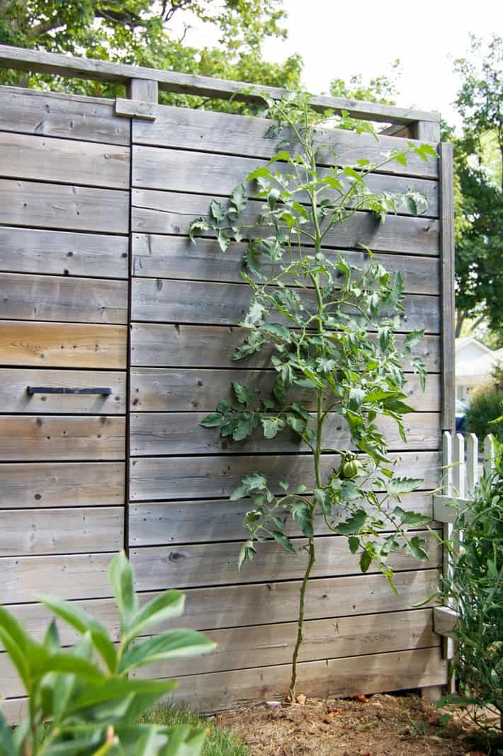 A perfectly tidy tomato plant grows espalier style against a wood fence by using the string method of growing.