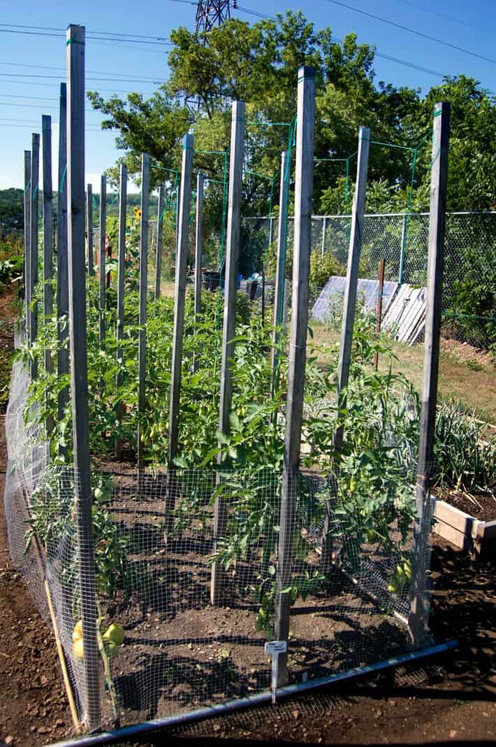 String training tomatoes in garden plot where they were previously staked.