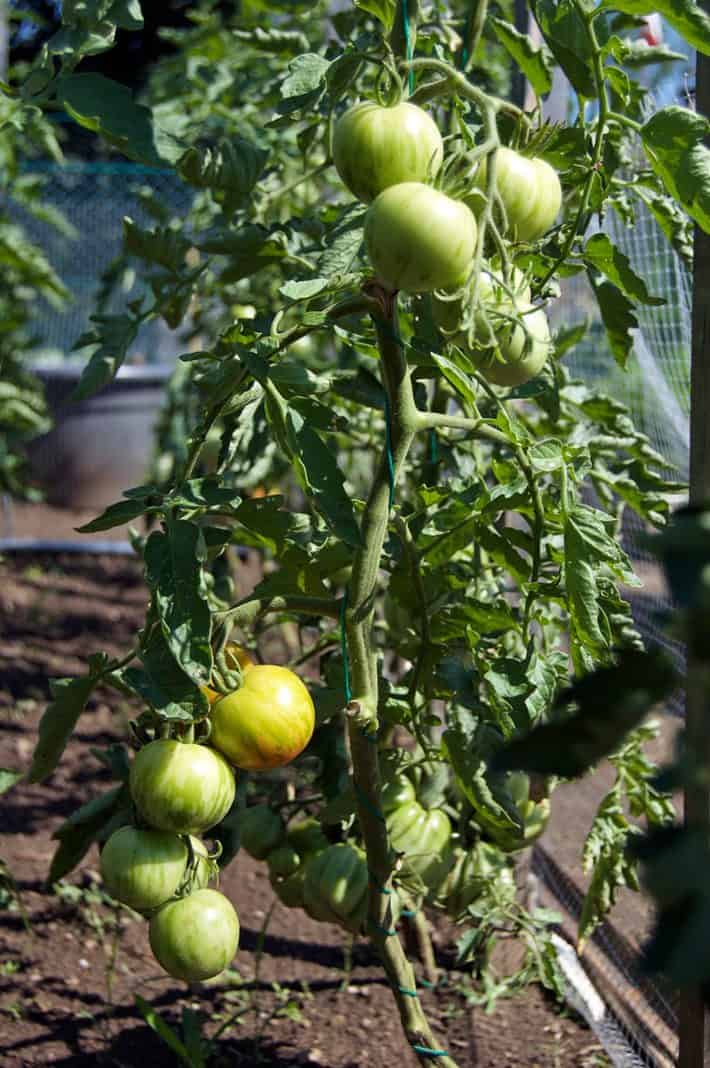 String trained tomatoes heavy with fruit showing the success of this staking method. 