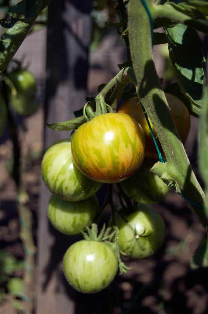 Tigerella tomatoes ripening on tomato vine supported by string method.