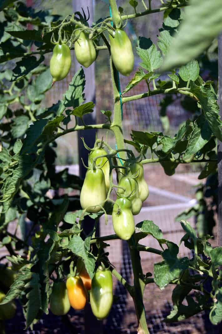 San Marzano tomatoes ripening on tomato vine being supported with string method.