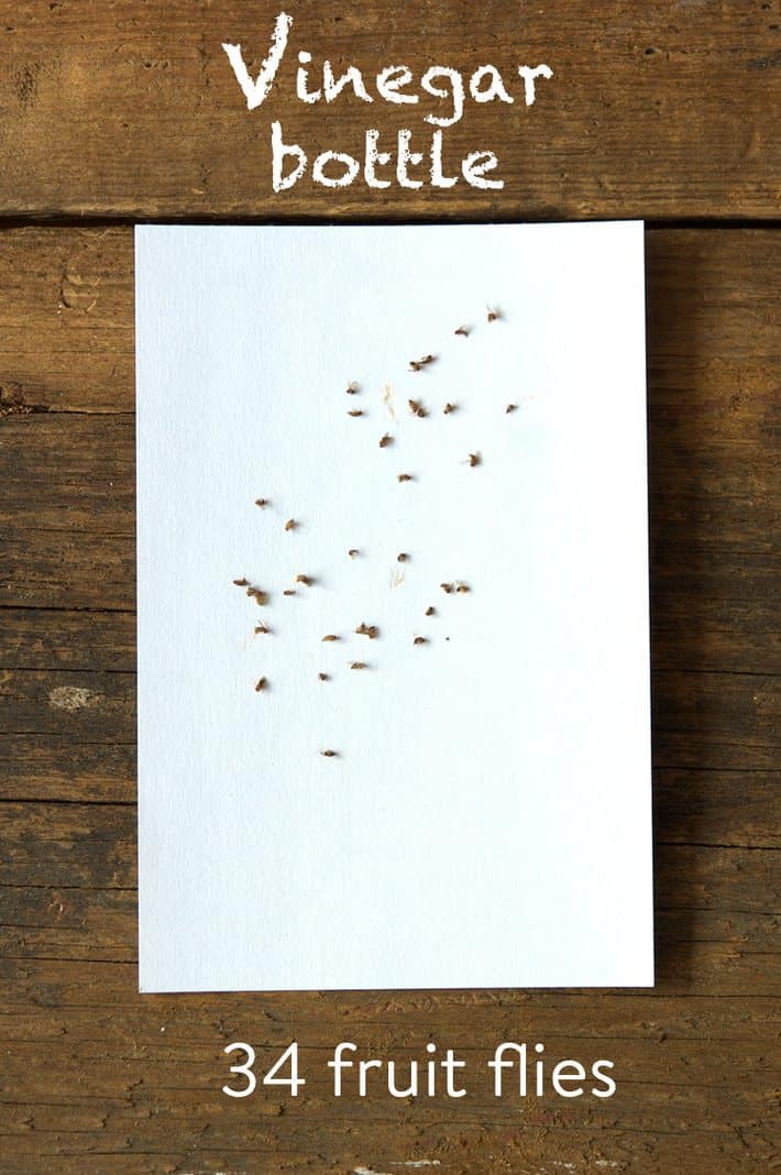 A white index card with 34 fruit flies on it, laying on a wood table.