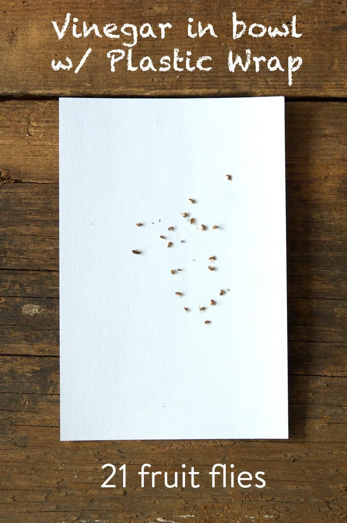 White index card with 21 fruit flies on it on a wood table.