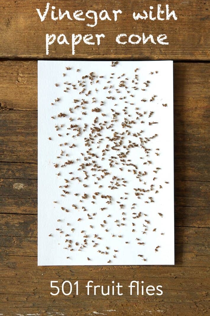 White index card absolutely covered in 501 fruit flies after DIY fruit fly trap experiment.