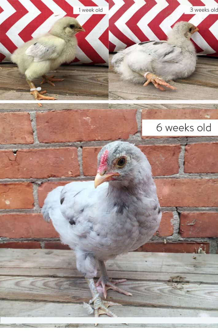 Male olive egger chick at 1, 3 and 6 weeks.