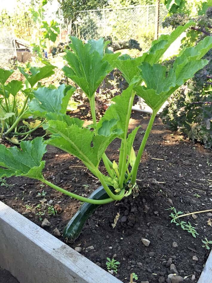 A healthy zucchini plant in a raised garden bed.