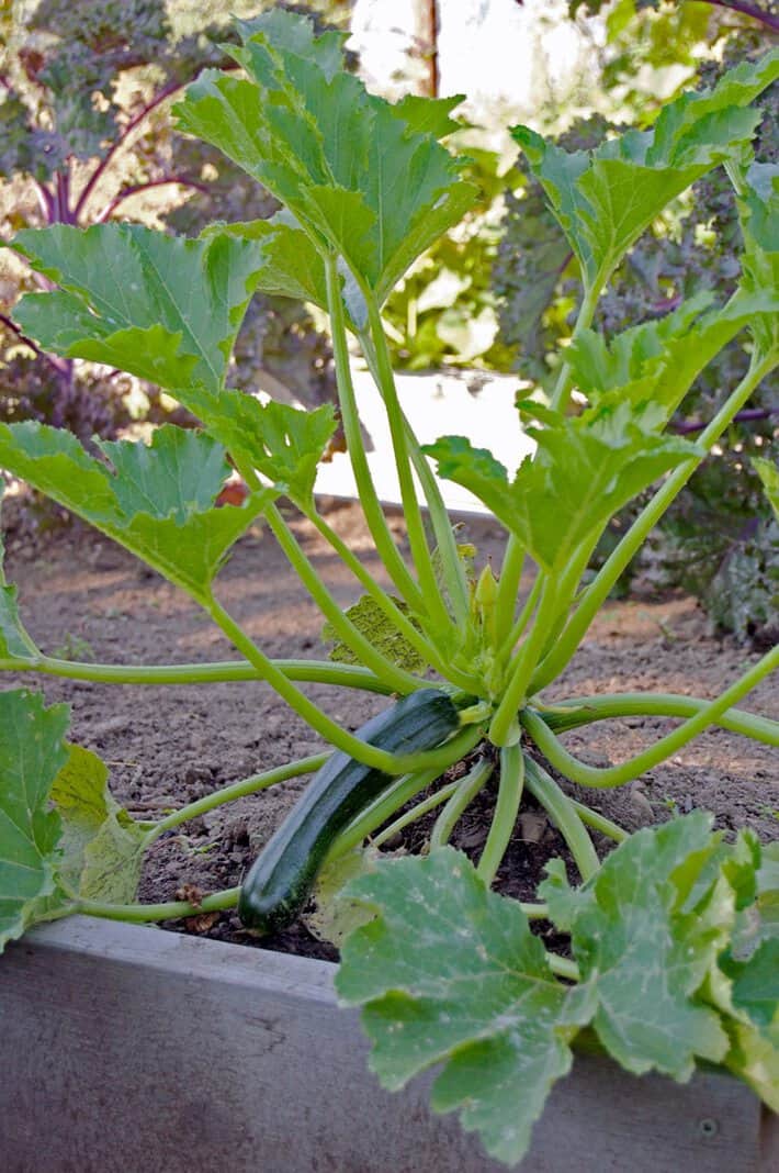 Zucchini plant with the beginning stages of powdery mildew.