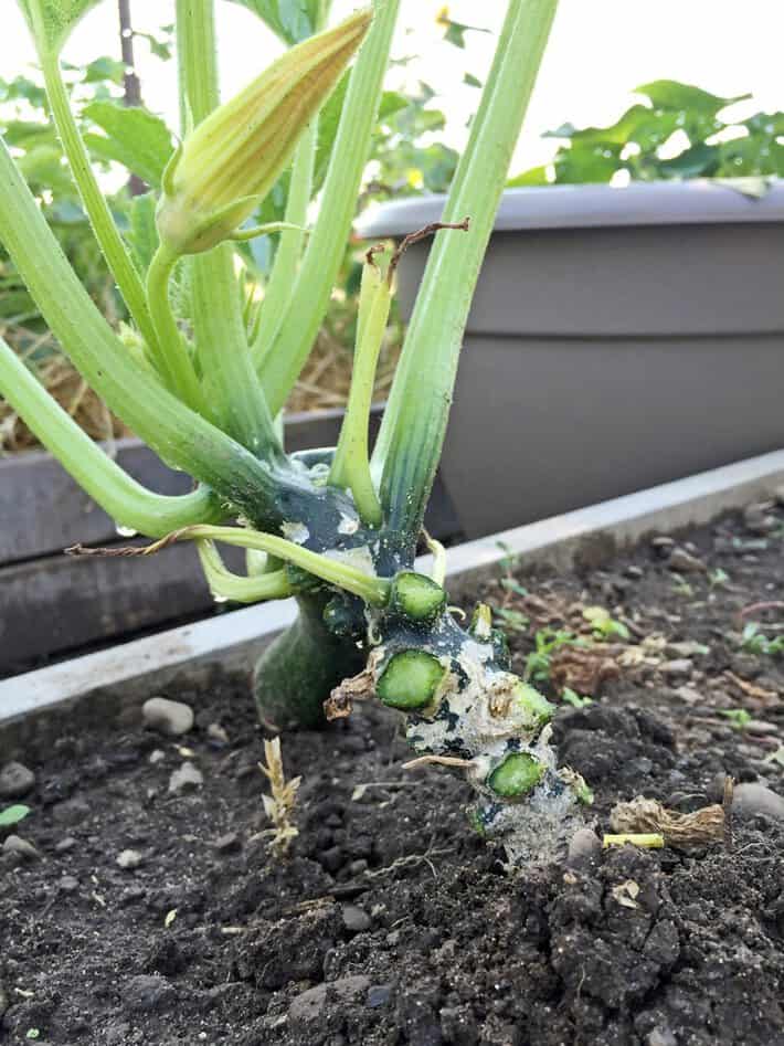 A properly pruned zucchini plant with all the lower leaves cut off of the stem.