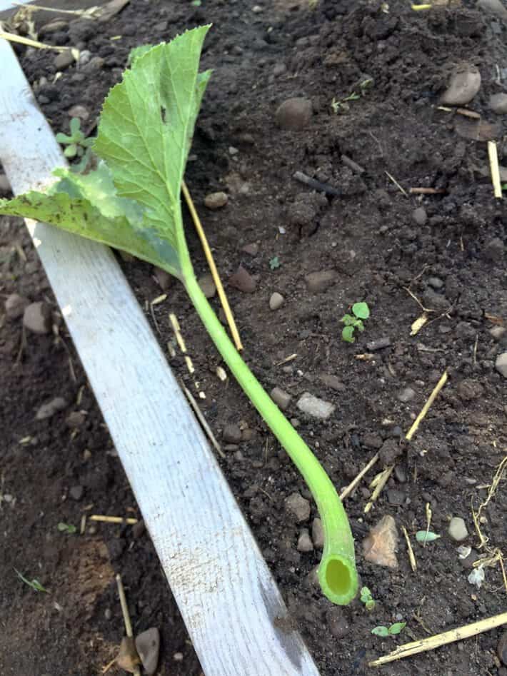 A zucchini leaf and stem, showing how the interior of the stem is completely hollow.