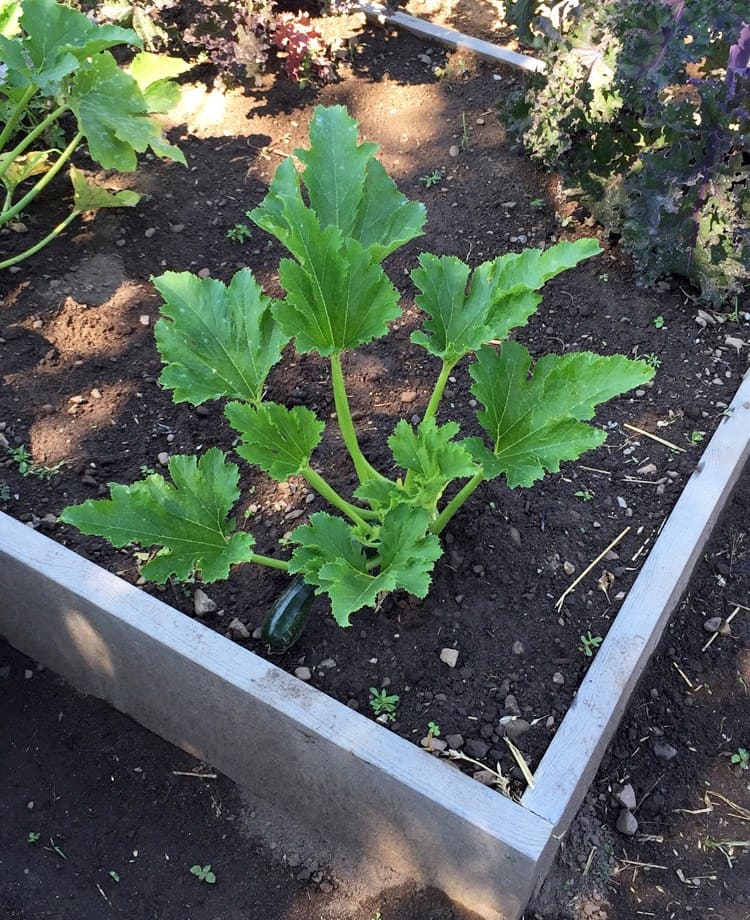 Overhead view of a zucchini plant with very few powdery mildew spores on it.