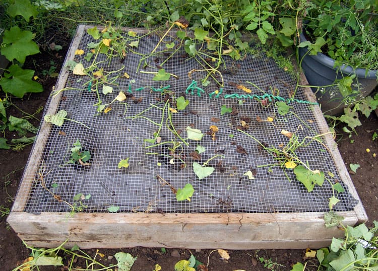 Sweet potato slips planted through hardware cloth.