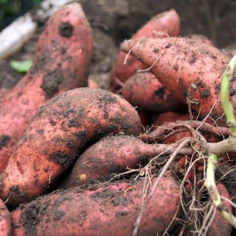 Freshly dug home grown sweet potatoes.