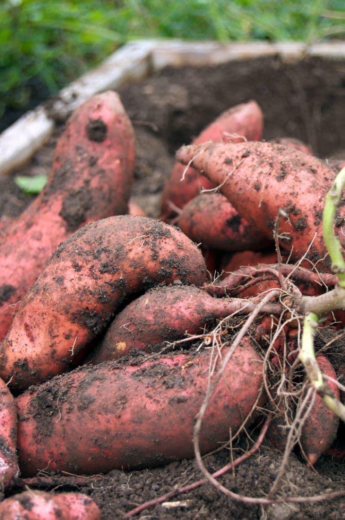 Growing Sweet Potatoes In Bags Uk