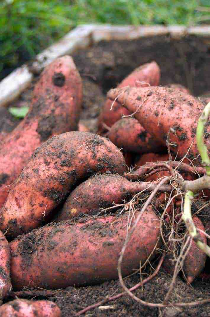 A pile of dirt covered, freshly dug sweet potatoes from a home garden.