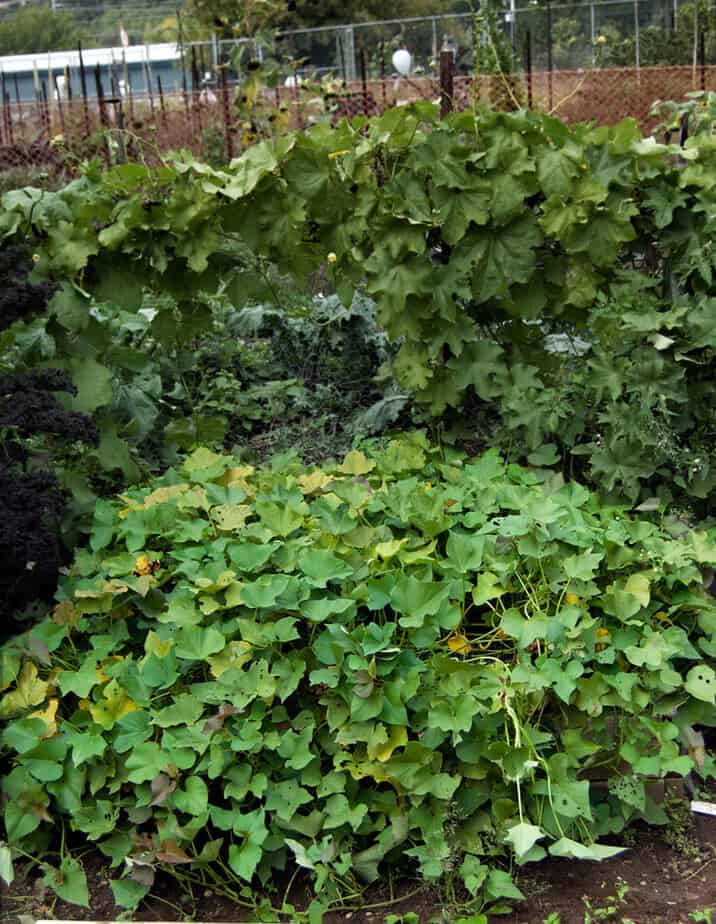 sweet-potato-plot