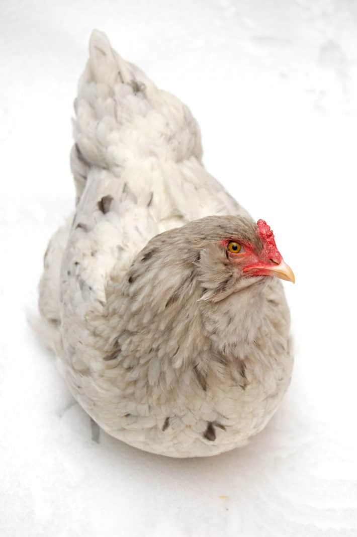How to sex a chicken using 3 different methods. Splash olive egger in the snow.