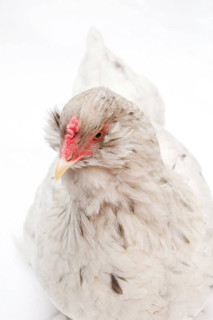 Karen Bertelsen's mean white chicken named Baby against a white background. 