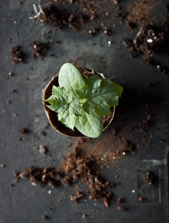 Leaves from luffa gourd seedling.