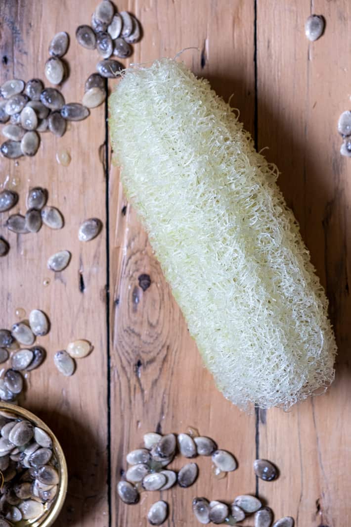 Home grown natural loofah sponge with immature seeds.