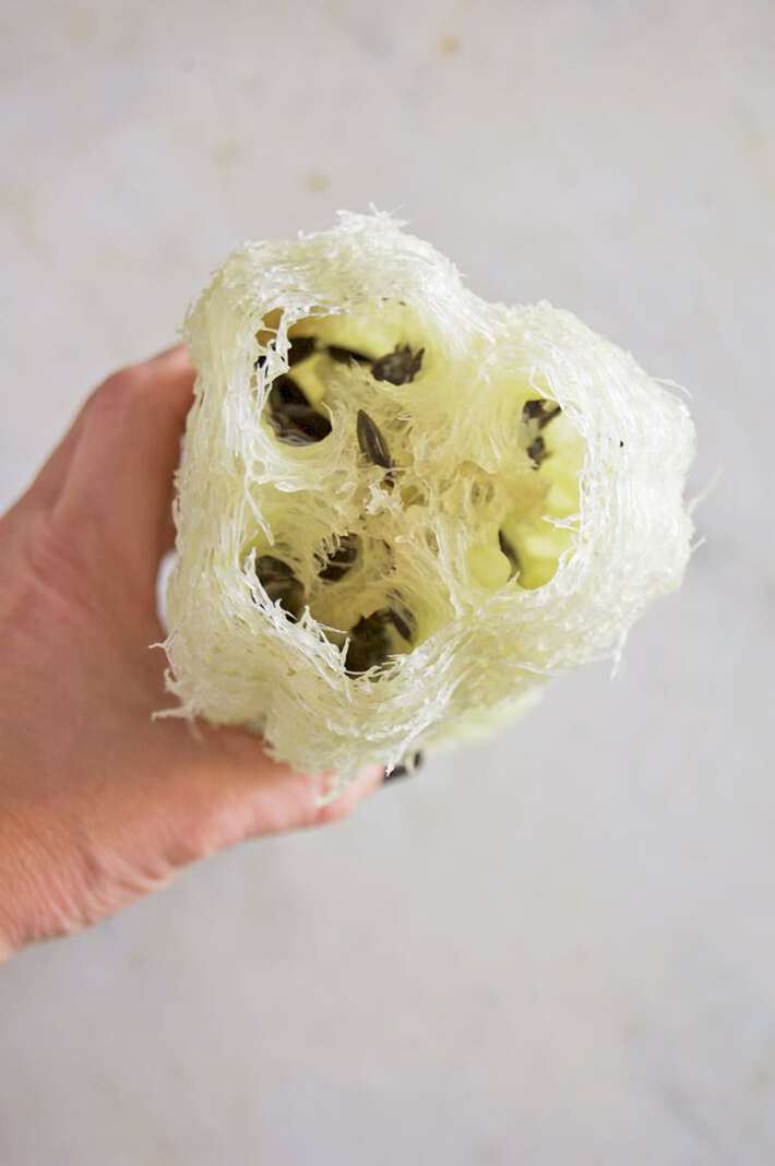 Newly harvested luffa sponge with mature black seeds inside.